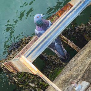 Hotwalls Photo Walkshop